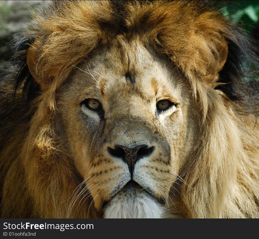 Closeup of a big african male lion