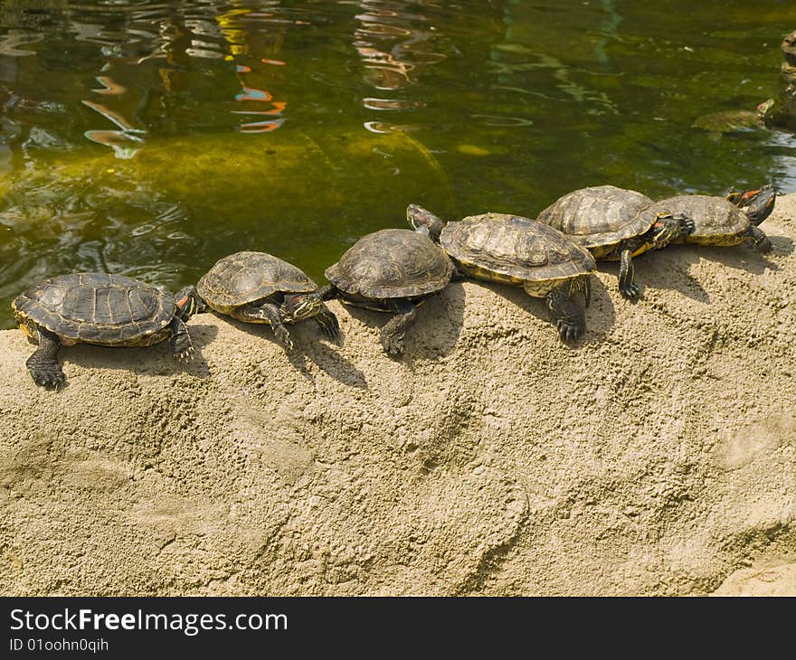 Small animal turtle in zoo