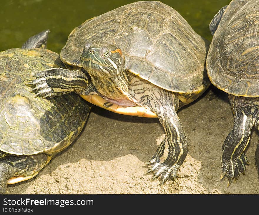 Small animal turtle in zoo