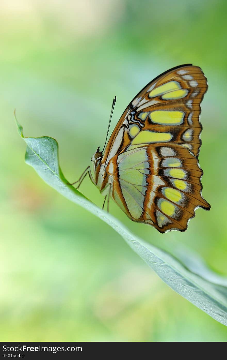 Scarce bamboo page butterfly