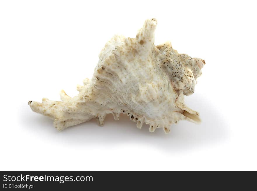 Mollusc bowl on a white background, it is isolated. Mollusc bowl on a white background, it is isolated