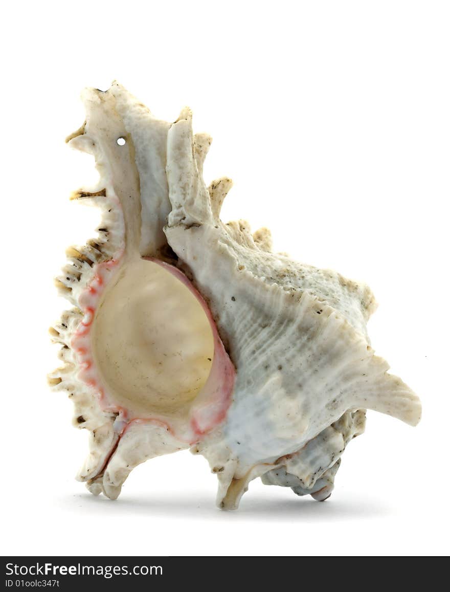 Shell