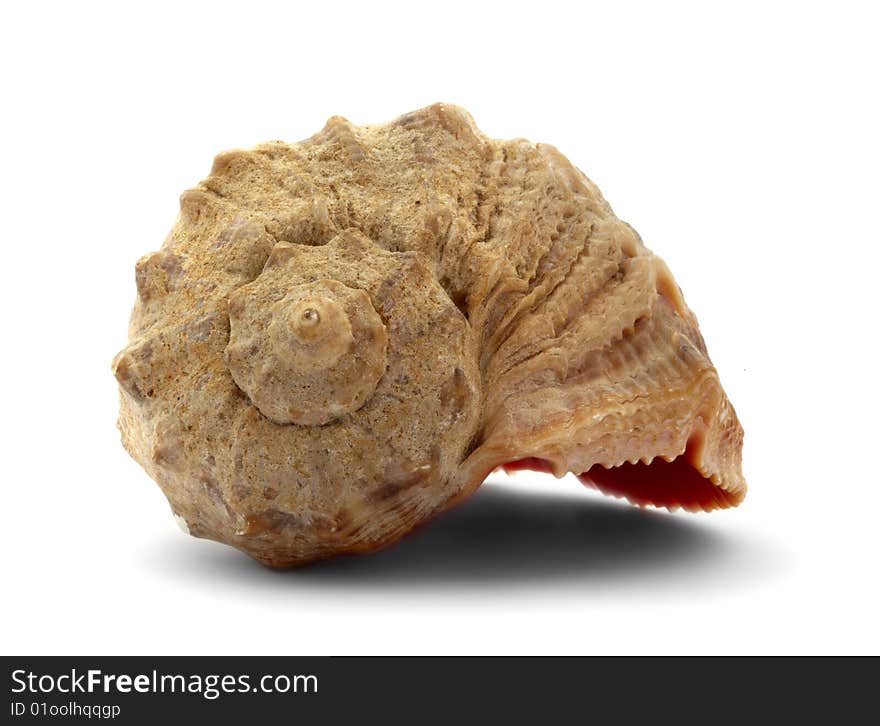 Mollusc bowl on a white background, it is isolated. Mollusc bowl on a white background, it is isolated