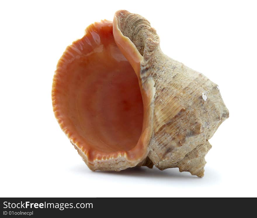 Mollusc bowl on a white background, it is isolated. Mollusc bowl on a white background, it is isolated