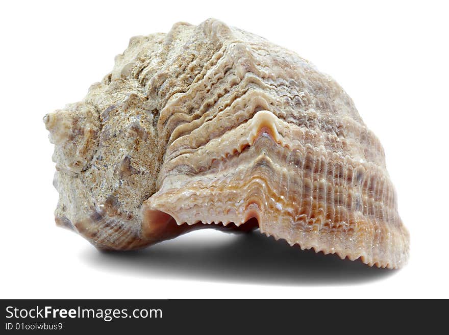 Mollusc bowl on a white background, it is isolated. Mollusc bowl on a white background, it is isolated