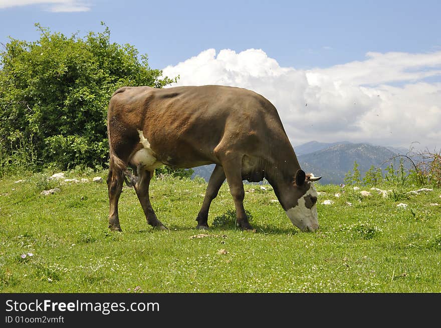 A cow in a pasture