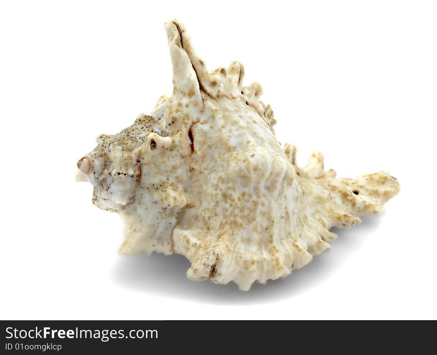 Mollusc bowl on a white background, it is isolated. Mollusc bowl on a white background, it is isolated