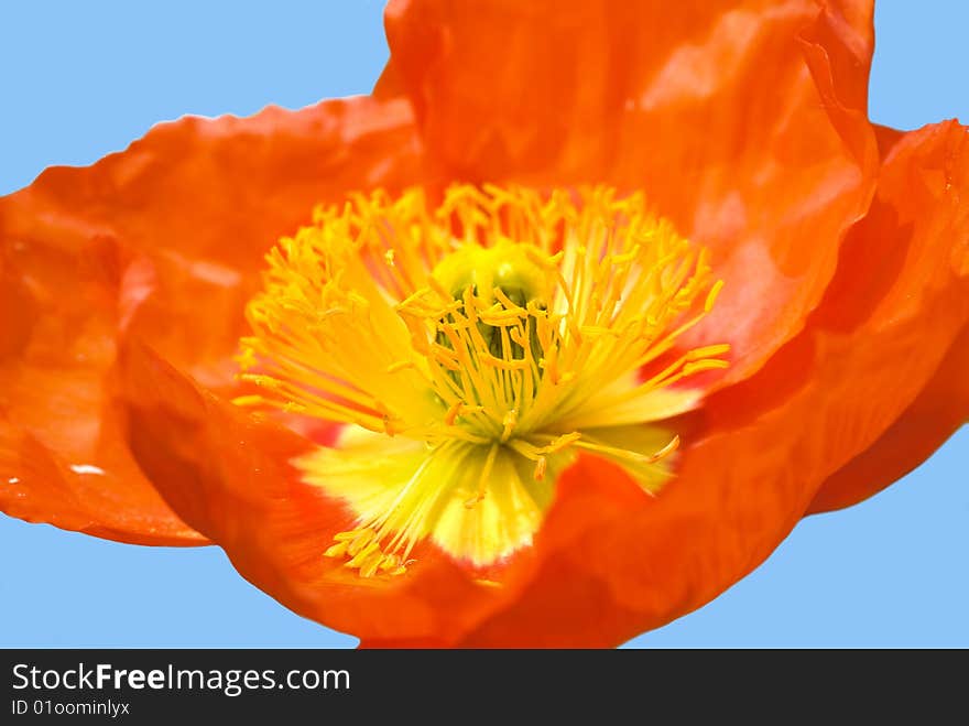 Red poppy on a background of blue sky