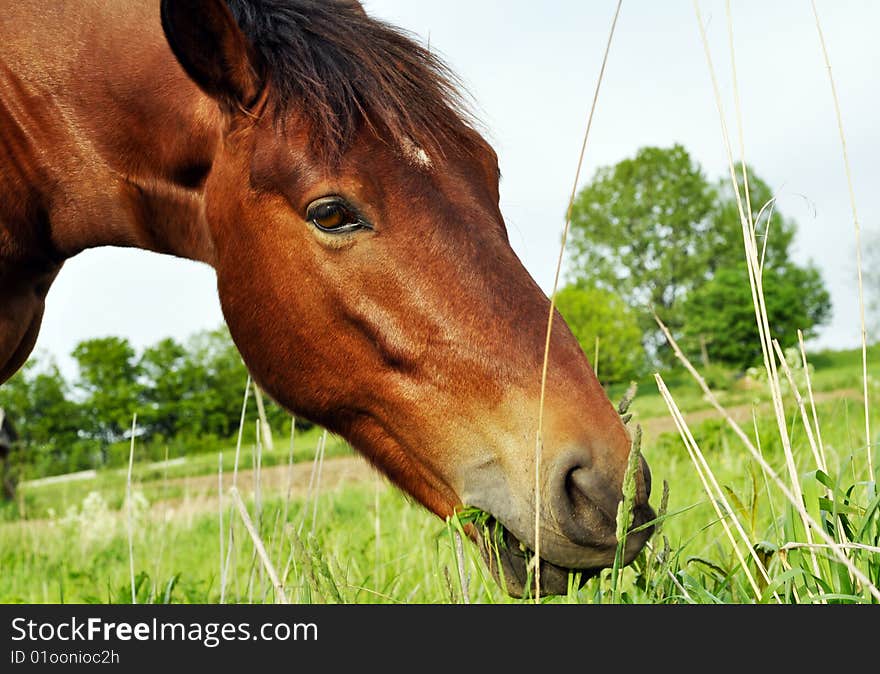 A horse eating grass on a village pasture. A horse eating grass on a village pasture