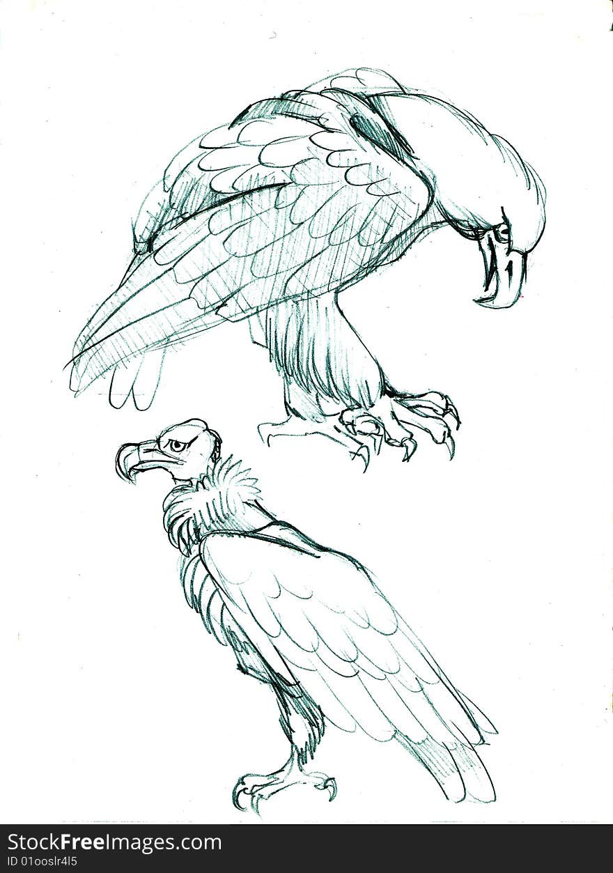 Eagle And Vulture