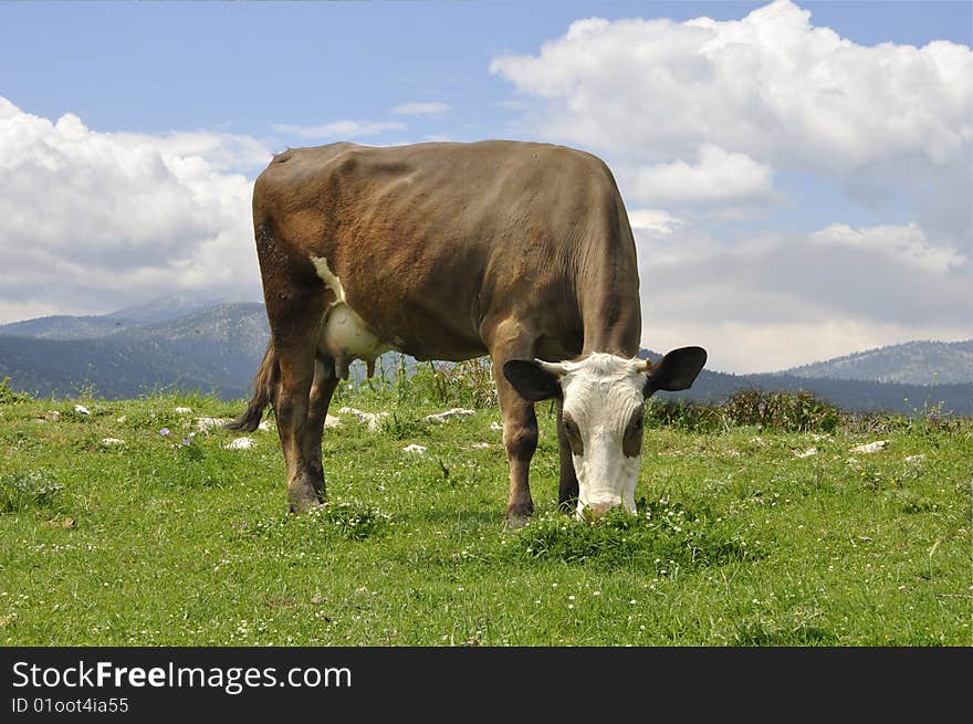 A cow in a pasture