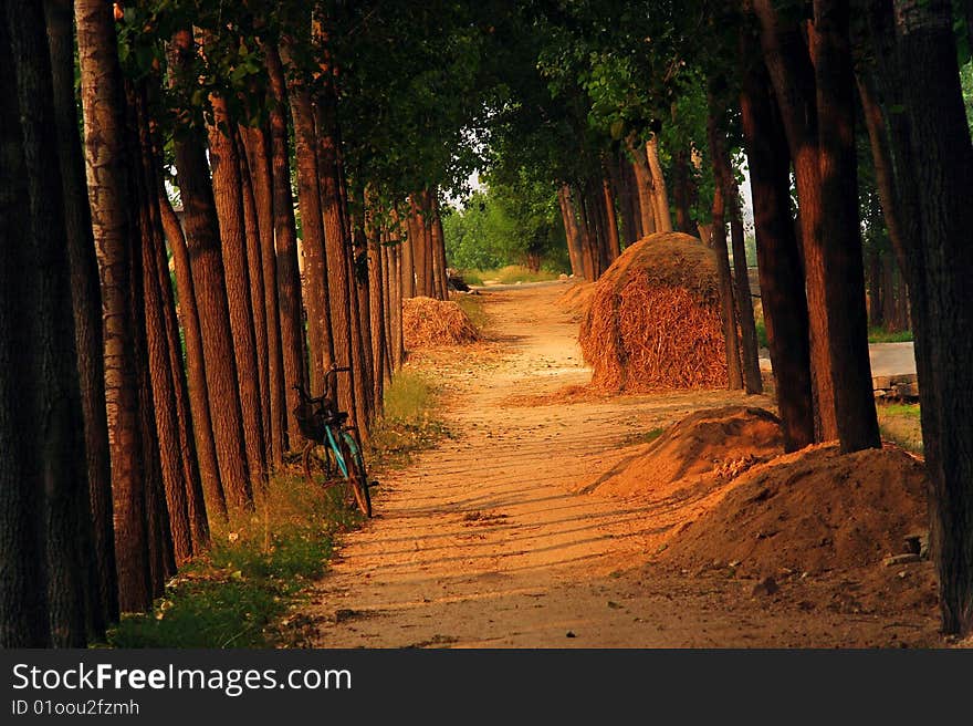 Forest Road under the Sunset Shine，Rich tone and thick---