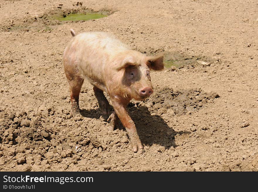 Pig walking in a dust. Pig walking in a dust