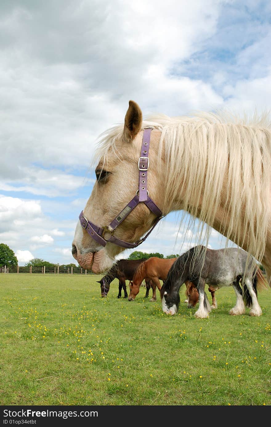 Rescue horses in a field, focus on nearest.