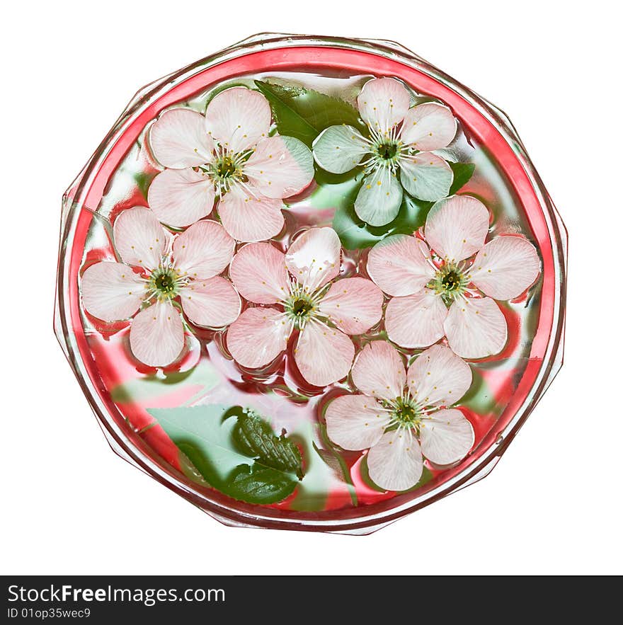 Spring flowers of sakura in water