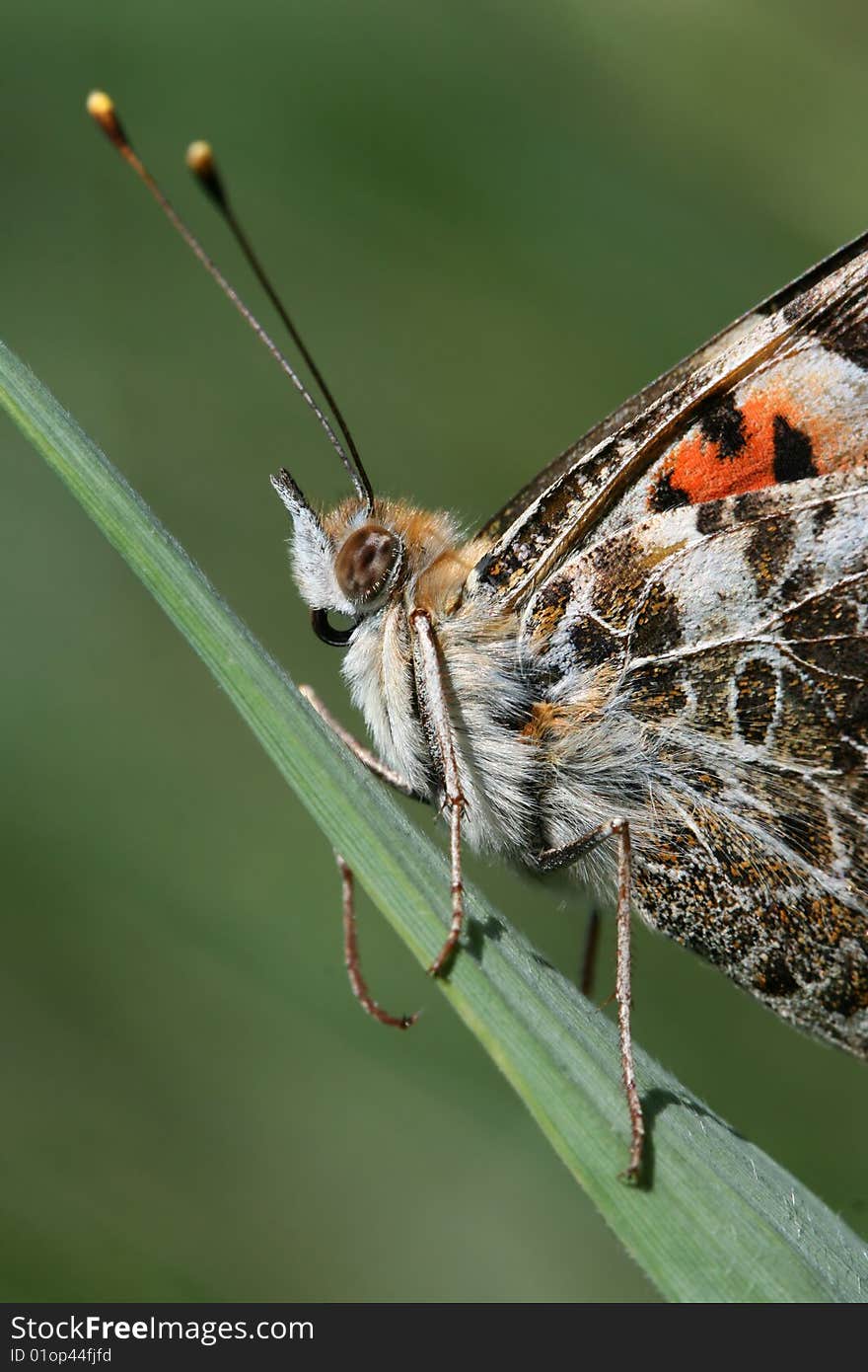 Butterfly detail