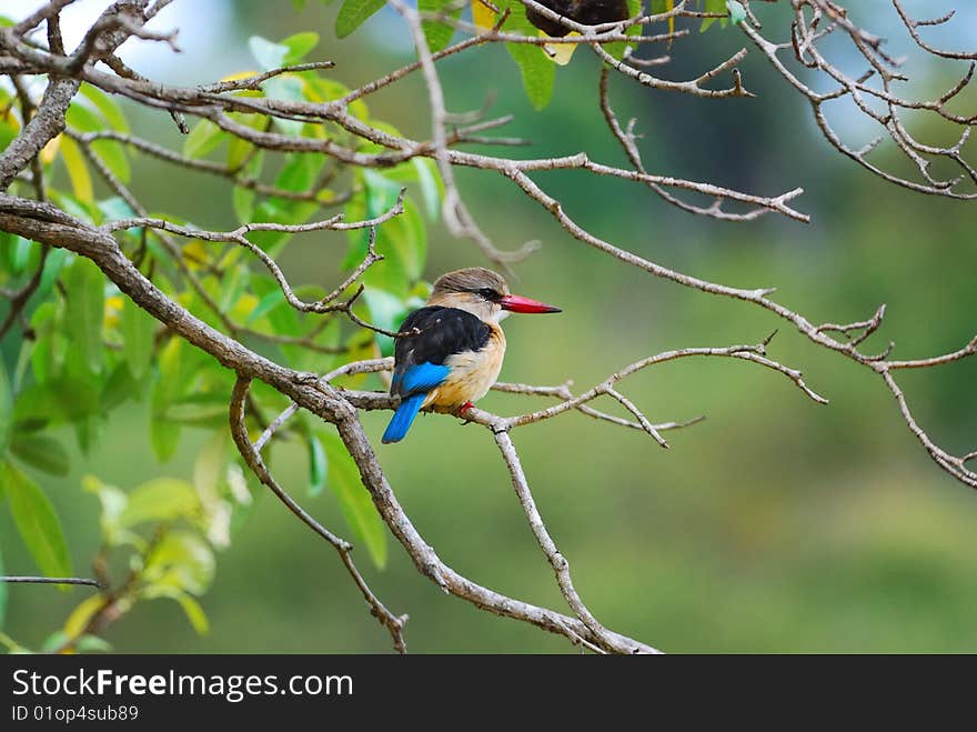 The Brown-hooded Kingfisher (Halcyon albiventris) is a species of bird in the Halcyonidae family (South Africa).