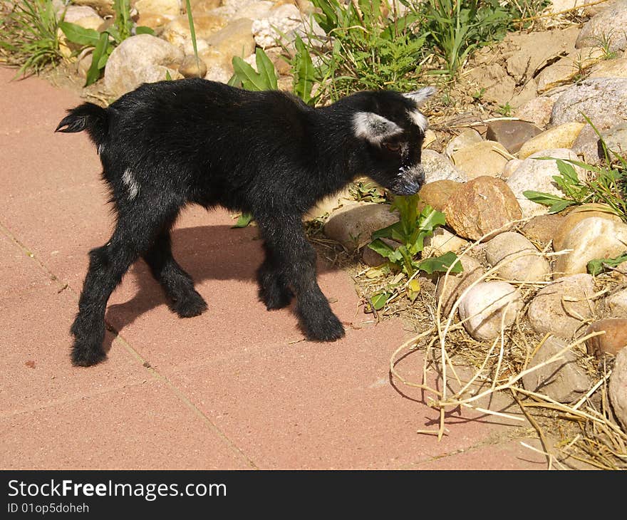 Baby Black Pygmy Goat