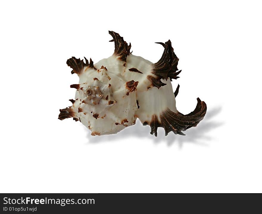 Shell isolated on the white background. Shell isolated on the white background