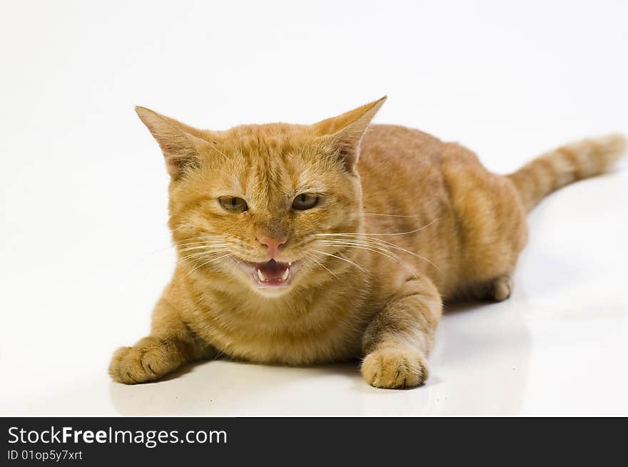 Cute Domestic Yellow Cat Show Its Fang