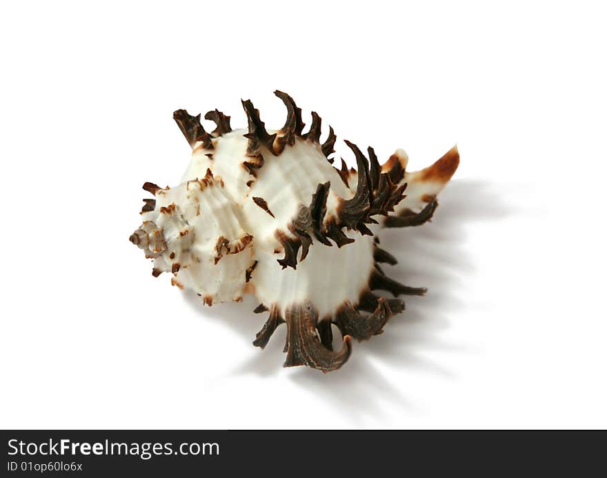 Shell isolated on the white background. Shell isolated on the white background