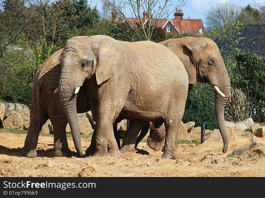 African Elephants in an enclosure