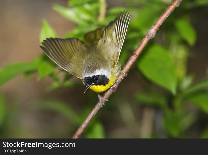 Common Yellowthroat (Geothlypis trichas trichas) on branch