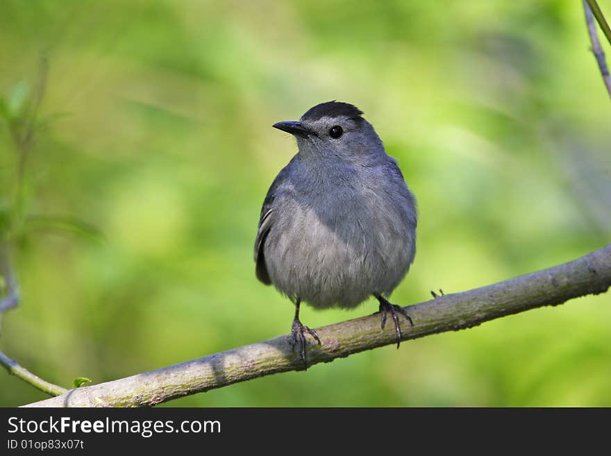 Gray Catbird (Dumetella carolinensis carolinensis) on branch