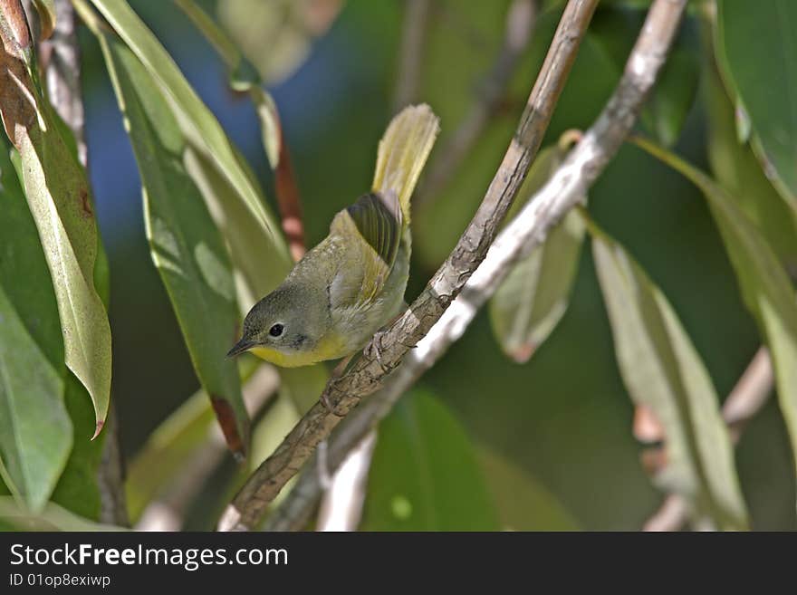 Common Yellowthroat (Geothlypis trichas trichas), female on branch