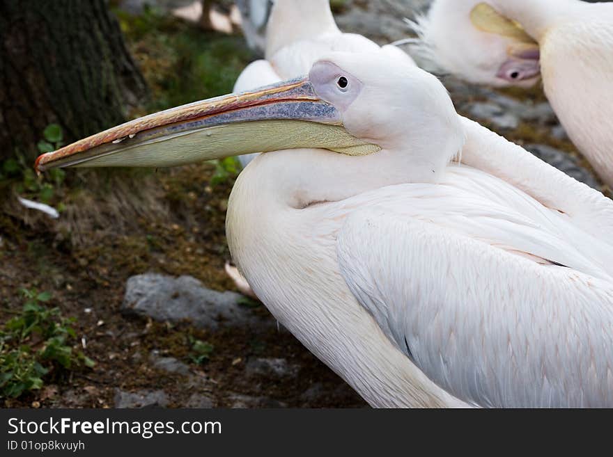 Pelican in the nature close-up