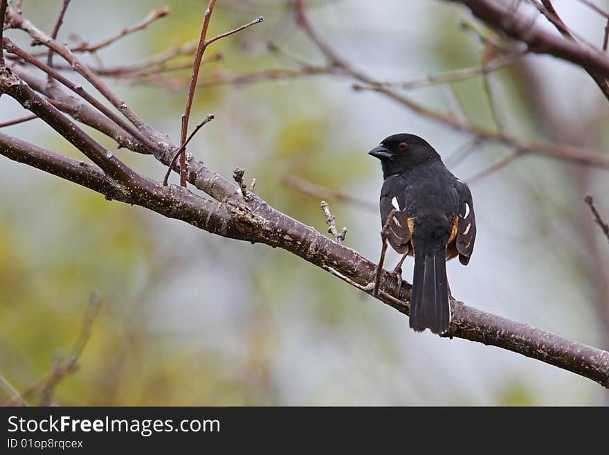 Eastern Towhee