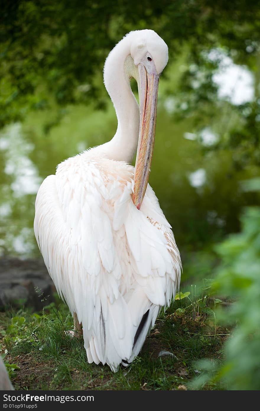 Pelican in the nature close-up