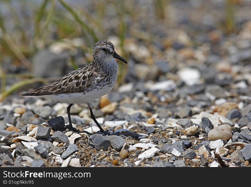 Semipalmated Sandpiper (Calidris pusilla)