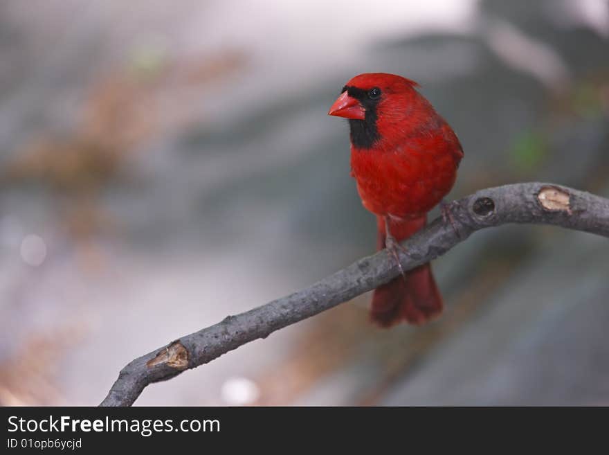 Northern Cardinal (Cardinalis cardinalis cardinalis), male sitting on a branch.