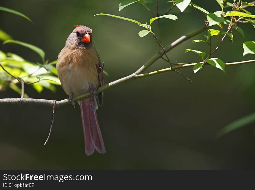 Northern Cardinal (Cardinalis cardinalis cardinalis), female sitting on a branch.