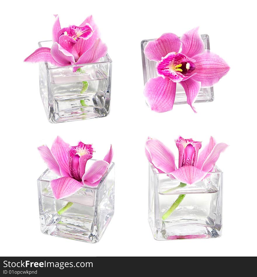 Purple orchid in glass isolated on white. Purple orchid in glass isolated on white