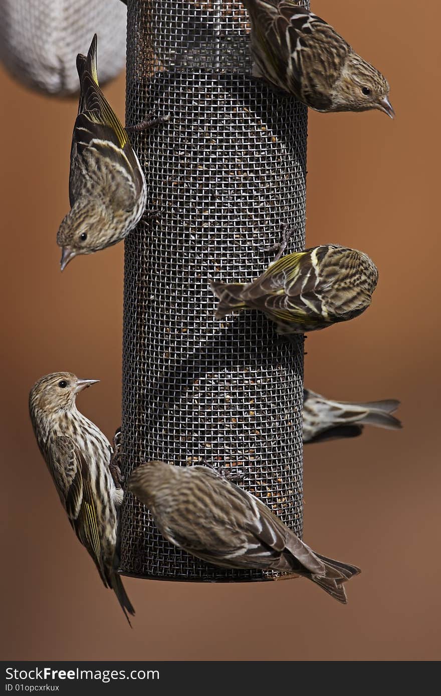 Pine Siskin (Carduelis Pinus Pinus)