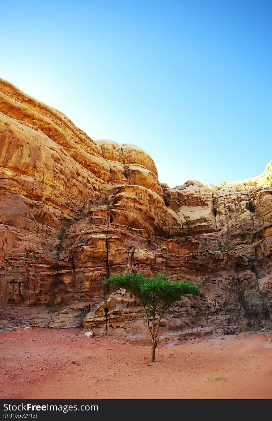 Tree in the desert near Wadi Rum