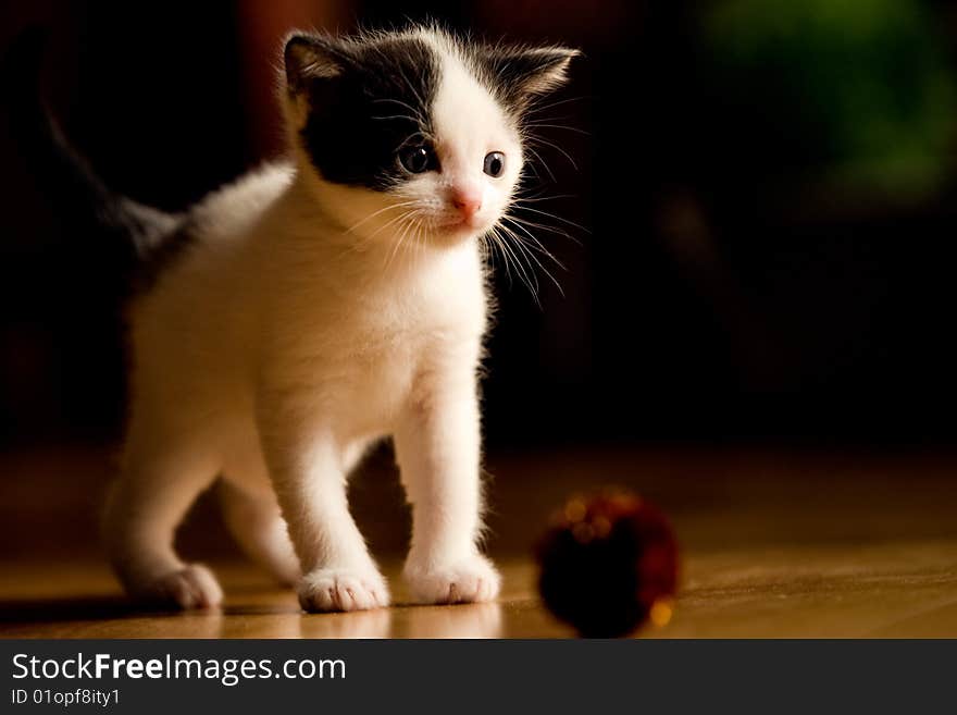 Kitten at 3 weeks old looking confused