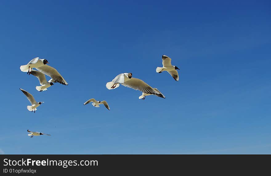 Seagulls