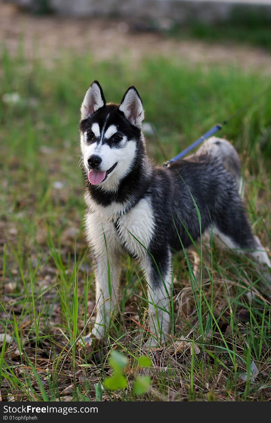 Portrait of little cute puppy