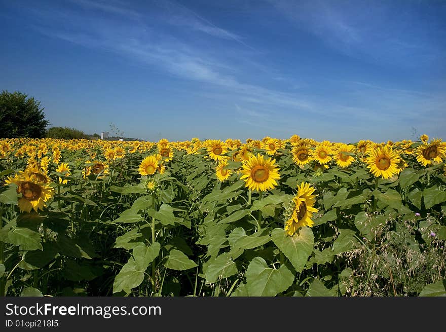 A field of sunflowers stretches into the horizon. A field of sunflowers stretches into the horizon