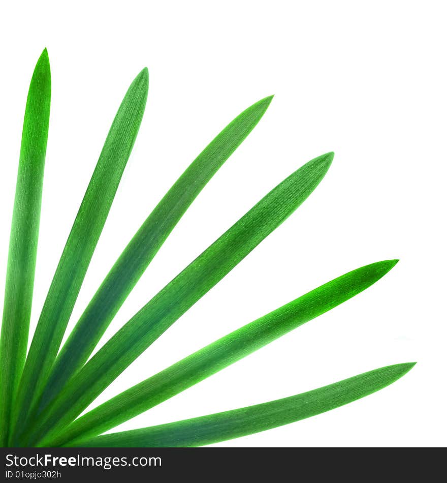 Green Palm Leaves