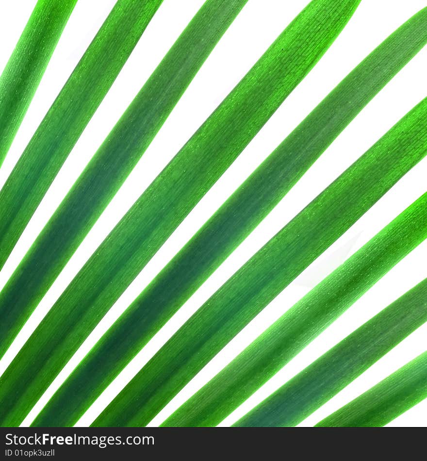 Natural pattern from green palm leaves isolated on white