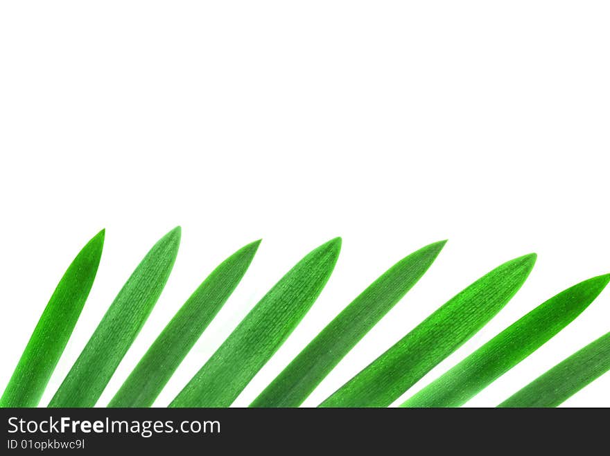 Design element from green palm leaves