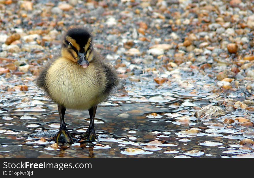 Little baby duck sitting in a puddle