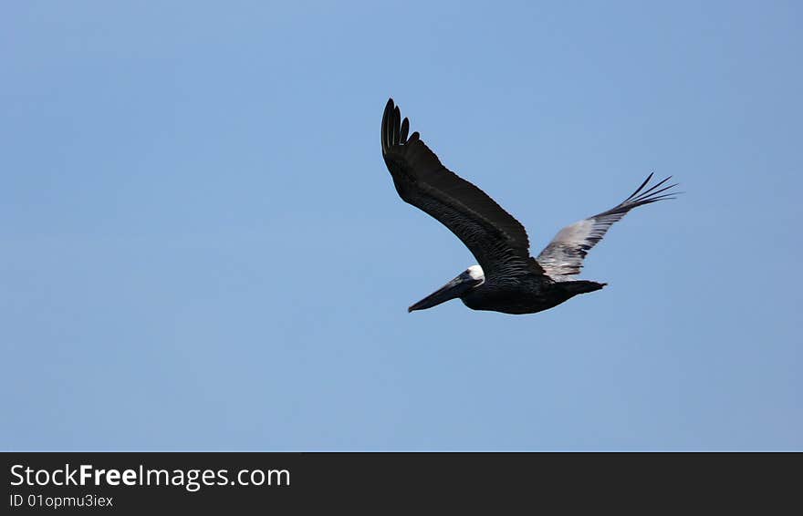 Flying Pelican