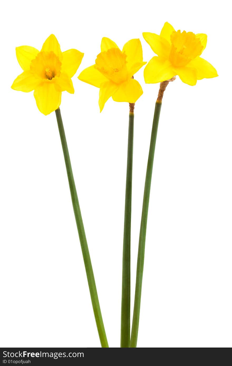 Three yellow narcissus on a white background