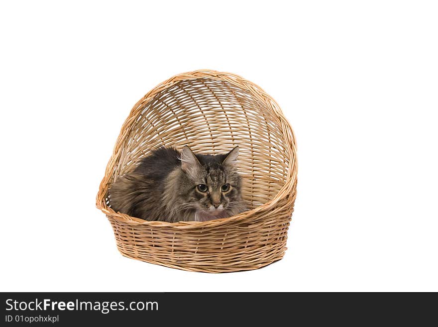 Cat in wicker basket