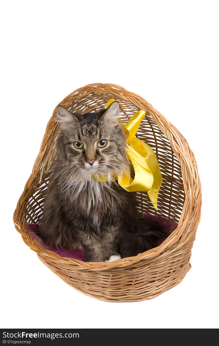 Cat in wicker basket.